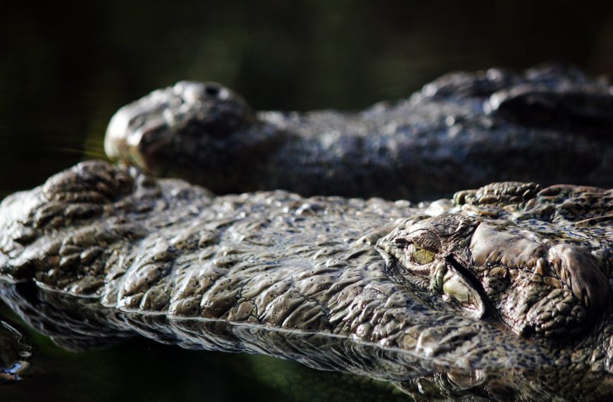 crocodile, alligator, reptile, predator, nature, animal, wildlife